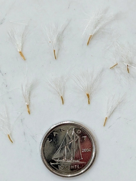 Image of Packera aurea