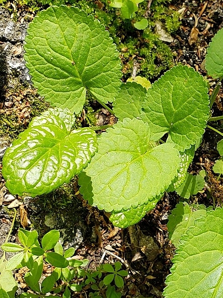 Image of Packera aurea