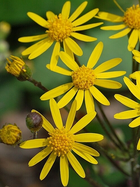 Image of Packera aurea