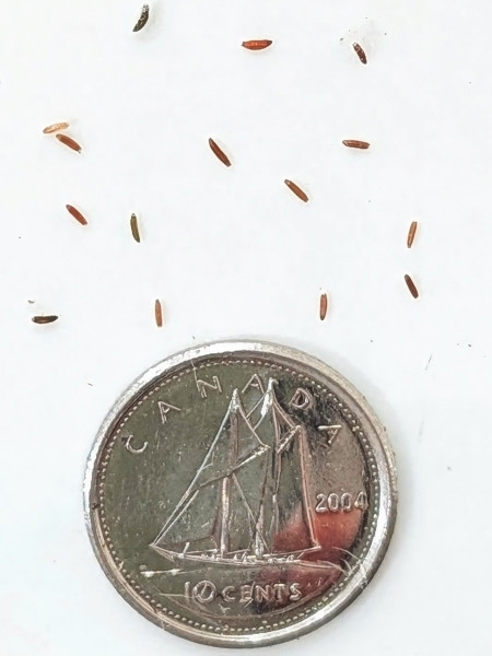 Image of Packera paupercula