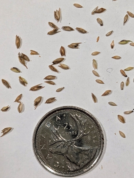 Image of Panicum virgatum