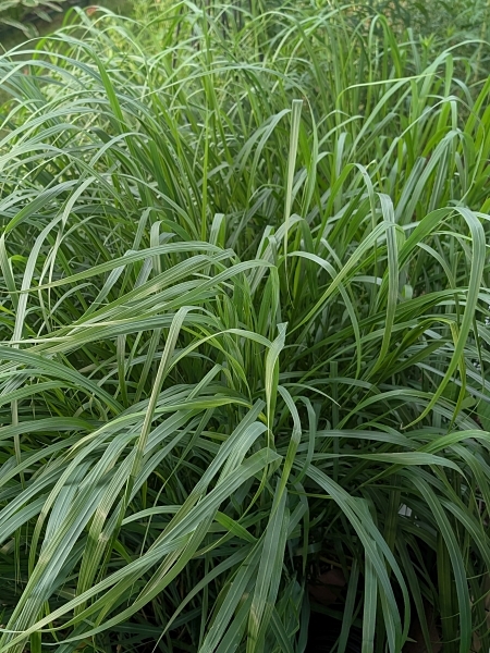 Image of Panicum virgatum