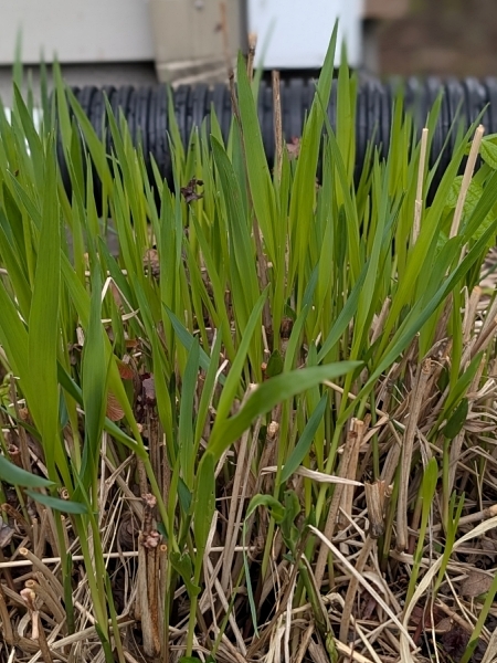 Image of Panicum virgatum