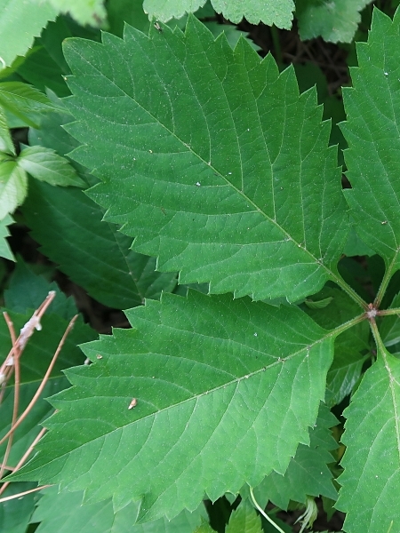 Image of Parthenocissus quinquefolia