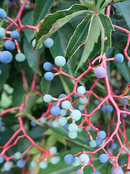 Image of Parthenocissus quinquefolia