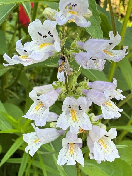 Image of Penstemon gracilis
