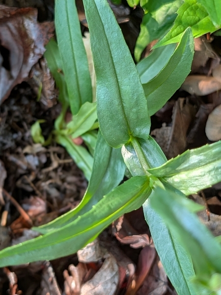 Image of Penstemon gracilis