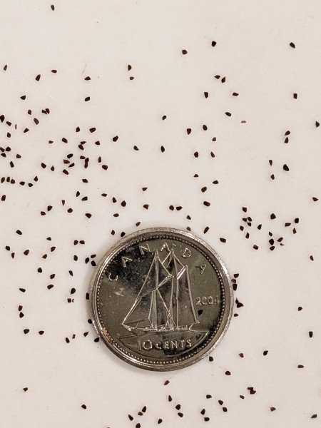 Image of Penstemon hirsutus