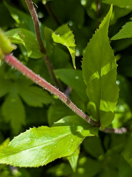 Image of Penstemon hirsutus