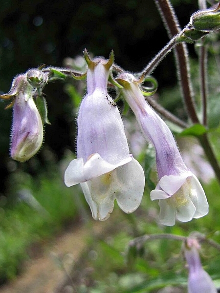 Image of Penstemon hirsutus