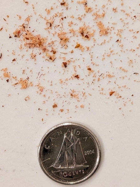 Image of Penthorum sedoides