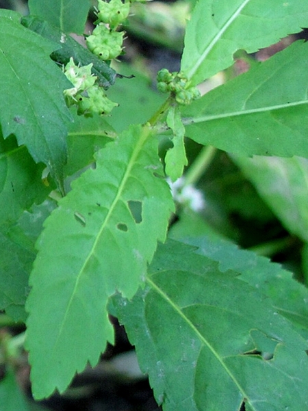 Image of Penthorum sedoides