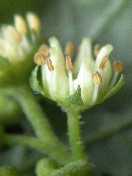 Image of Penthorum sedoides