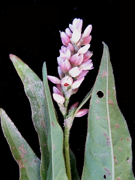 Image of Persicaria pensylvanica