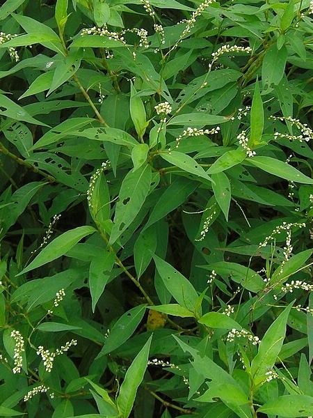 Image of Persicaria pensylvanica