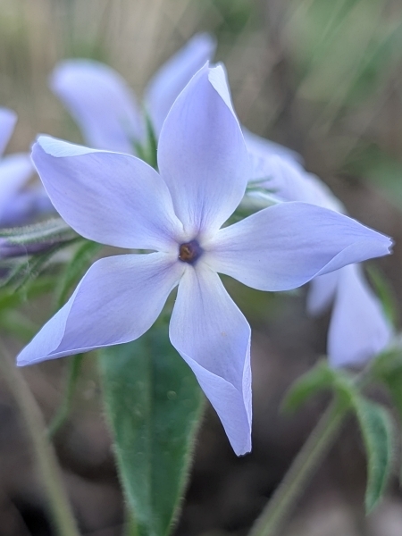 Image of Phlox divaricata
