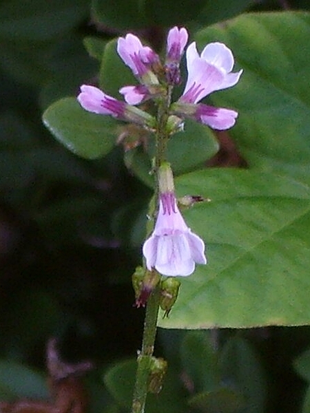 Image of Phryma leptostachya