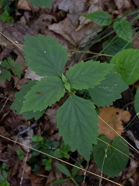 Image of Phryma leptostachya