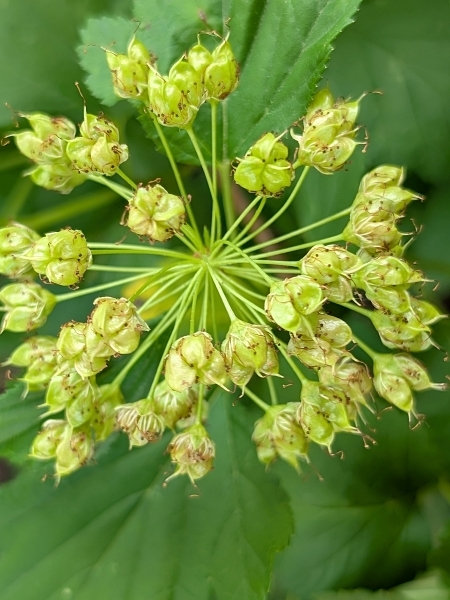 Image of Physocarpus opulifolius