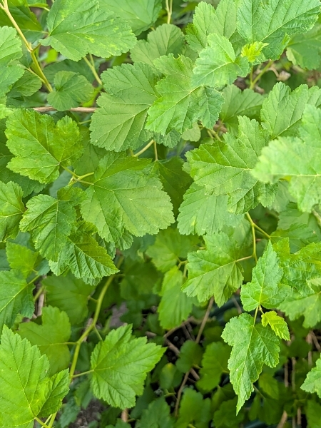 Image of Physocarpus opulifolius