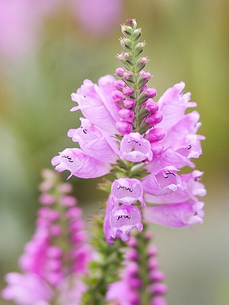 Image of Physostegia virginiana