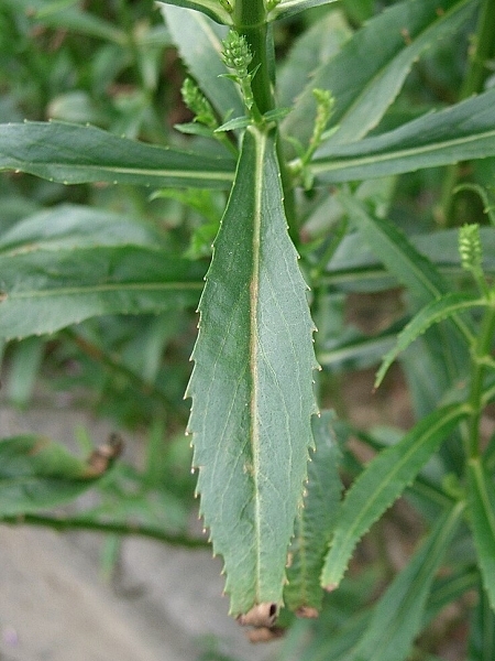 Image of Physostegia virginiana