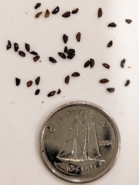 Image of Plantago rugelii