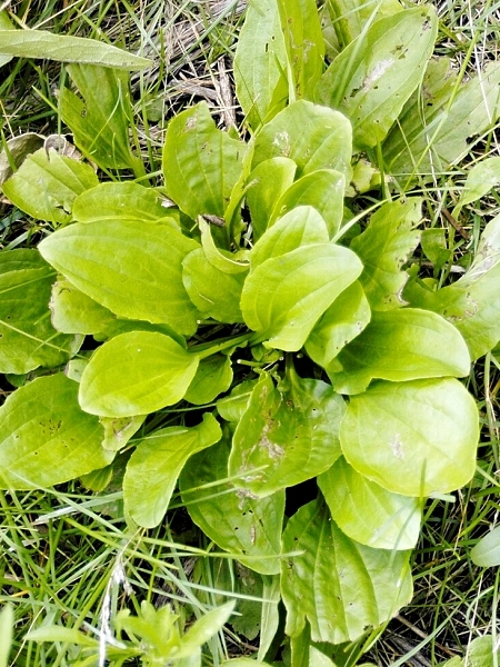 Image of Plantago rugelii