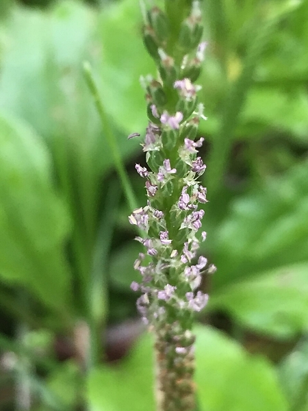 Image of Plantago rugelii