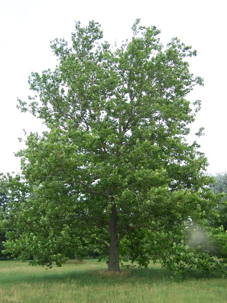 image for Platanus occidentalis