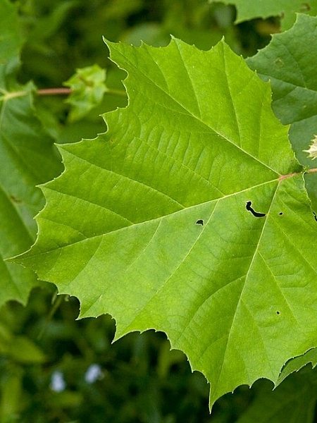 Image of Platanus occidentalis