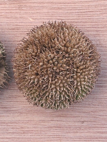Image of Platanus occidentalis