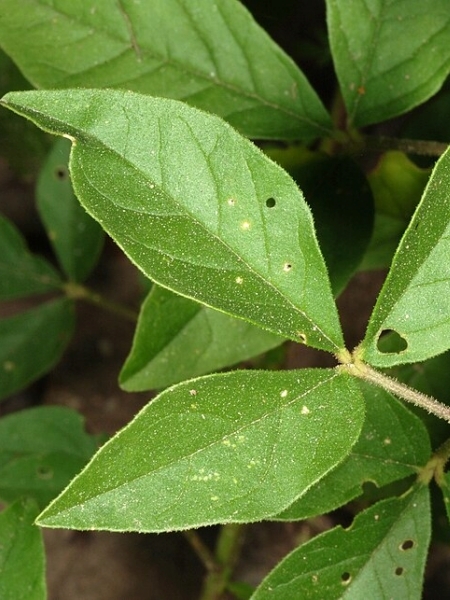 Image of Polanisia dodecandra