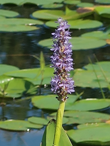 Image of Pontederia cordata