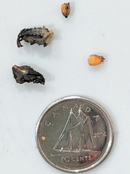 Image of Pontederia cordata