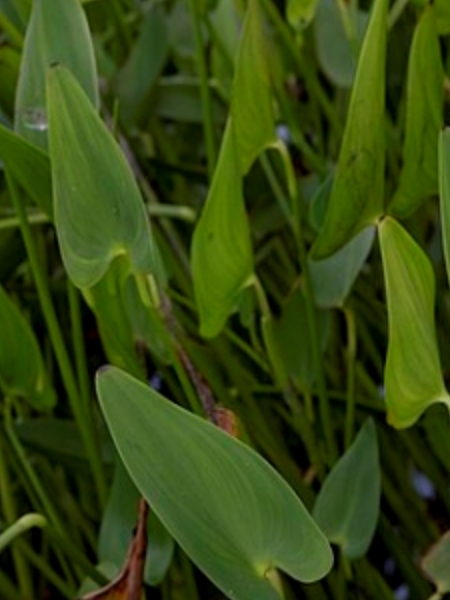 Image of Pontederia cordata
