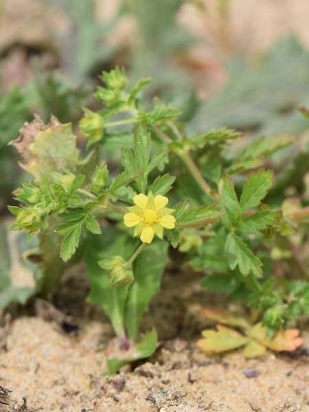 image for Potentilla supina