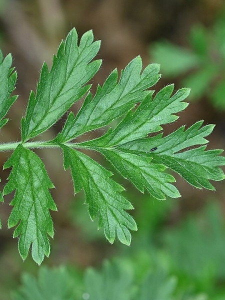 Image of Potentilla supina
