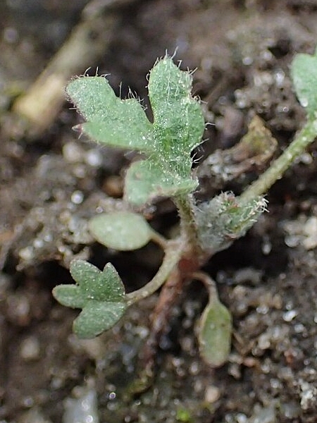 Image of Potentilla supina