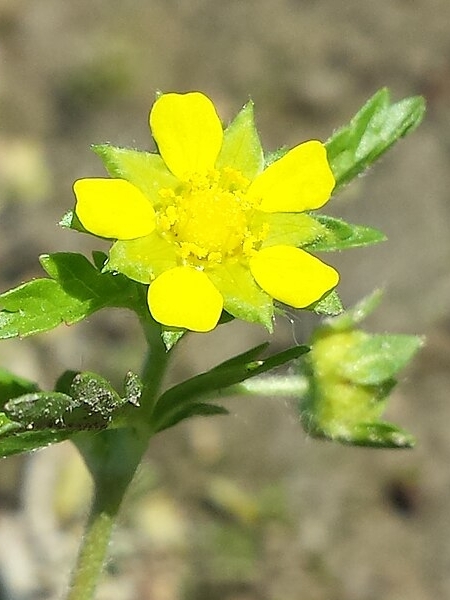Image of Potentilla supina