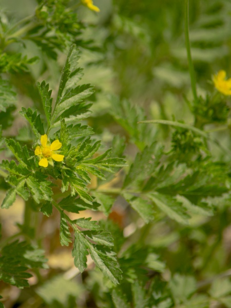 image for Potentilla supina subsp. paradoxa