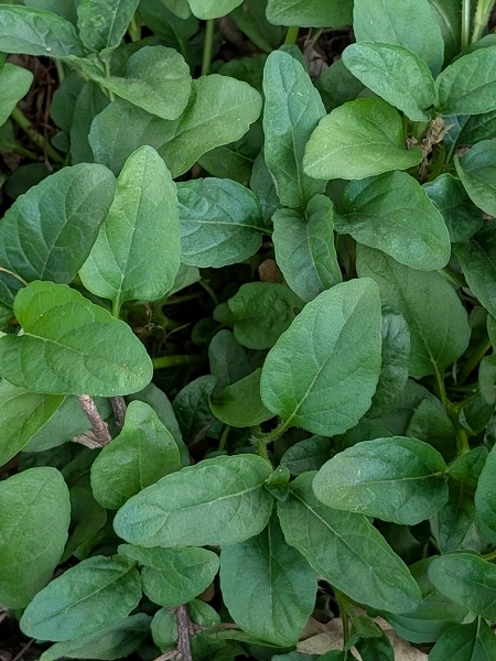 Image of Prunella vulgaris var. lanceolata