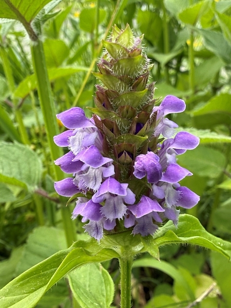 Image of Prunella vulgaris var. lanceolata