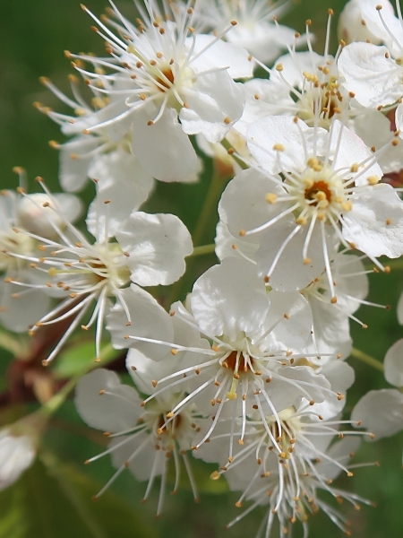 Image of Prunus pensylvanica