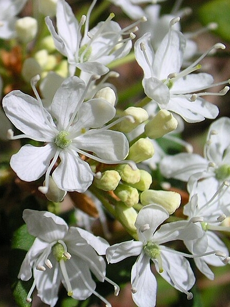 Image of Prunus pumila