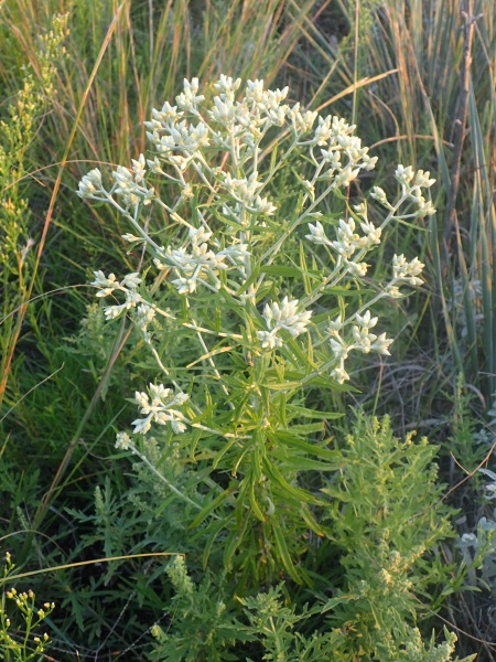 image for Pseudognaphalium obtusifolium