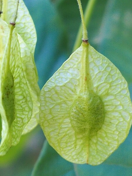 Image of Ptelea trifoliata