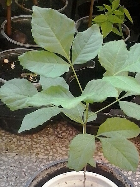 Image of Ptelea trifoliata