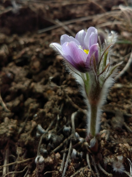 Image of Pulsatilla nuttalliana