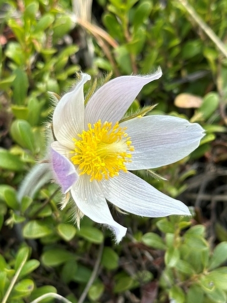 Image of Pulsatilla nuttalliana